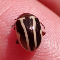 Zygogramma suturalis