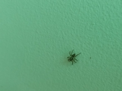 Plexippus petersi