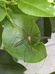 Tipula