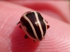 Zygogramma suturalis