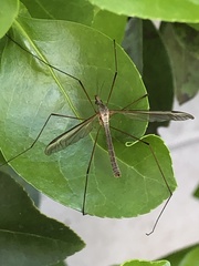 Tipula