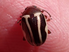 Zygogramma suturalis