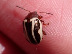 Zygogramma suturalis