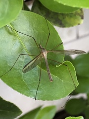 Tipula