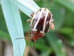 Zygogramma suturalis