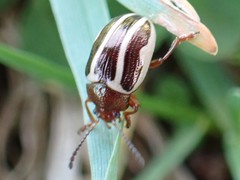 Zygogramma suturalis