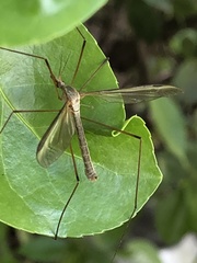 Tipula