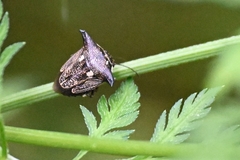 Alcimocoris japonensis
