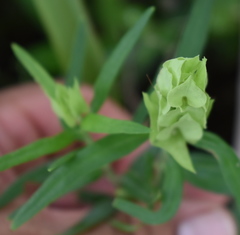 Yeatesia platystegia