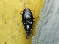 Corydioidea
