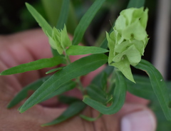 Yeatesia platystegia
