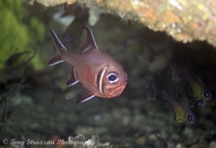 Trachichthys australis