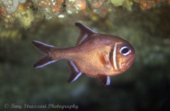 Trachichthys australis