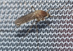 Aedes cantator