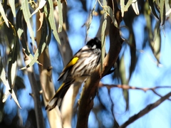 Phylidonyris novaehollandiae novaehollandiae