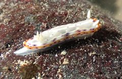 Goniobranchus decorus