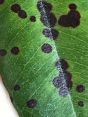 Blastacervulus metrosideri