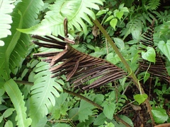Pentarhizidium orientale