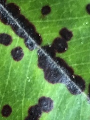 Blastacervulus metrosideri