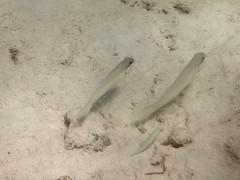 Valenciennea strigata