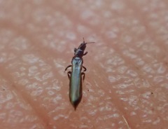 Limothrips cerealium