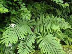 Pentarhizidium orientale