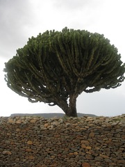 Euphorbia abyssinica