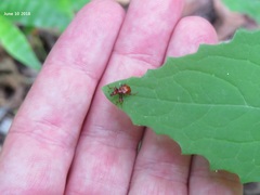 Leptapoderus