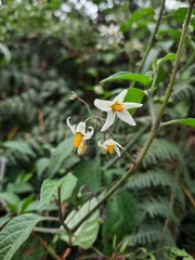 Solanum macrotonum