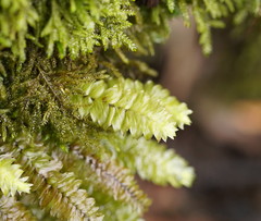 Cyathophorum bulbosum