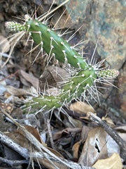 Opuntia repens