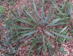 Yucca pallida