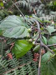 Solanum macrotonum