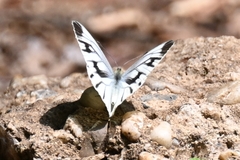 Pieris latouchei