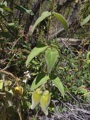 Philibertia suberecta