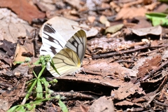Pieris latouchei