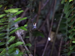 Argiope perforata