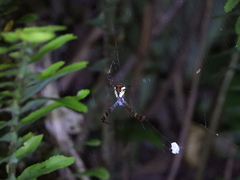 Argiope perforata