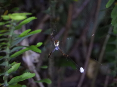 Argiope perforata