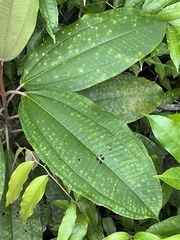 Miconia impetiolaris