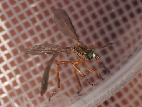 Leptogaster texana