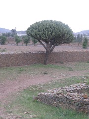 Euphorbia abyssinica