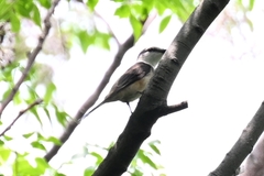 Pericrocotus cantonensis