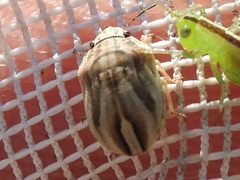Homaemus parvulus