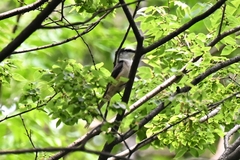 Pericrocotus cantonensis