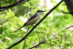 Pericrocotus cantonensis