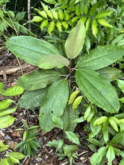 Miconia impetiolaris