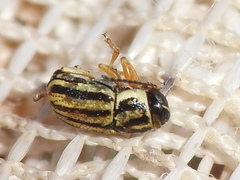 Pachybrachis dubiosus