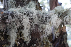 Usnea ciliifera