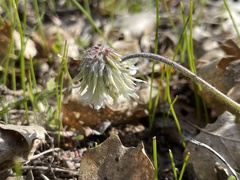 Trifolium eriocephalum